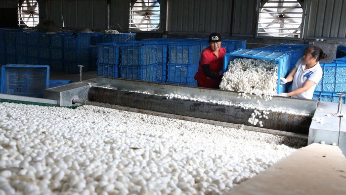 Panen Kepompong Ulat Sutra, Putih Mungil dengan Nilai Berjuta-juta CHONGQING, CHINA - JUNE 23: Employees transport crates of silkworm cocoons purchased from farmers to put into storage at a silk mill on June 23, 2022 in Chongqing, China. (Photo by Yang Min/VCG via Getty Images)