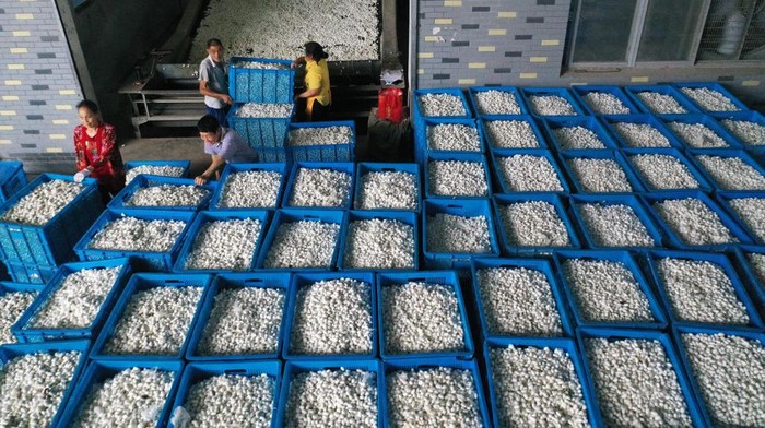 CHONGQING, CHINA - JUNE 23: Employees transport crates of silkworm cocoons purchased from farmers to put into storage at a silk mill on June 23, 2022 in Chongqing, China. (Photo by Yang Min/VCG via Getty Images)