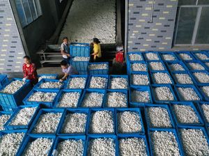 Di Gudang Ini, Kepompong Penghasil Sutra Dikumpulkan