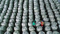 Dari kepompong ulat sutra ini kain sutra dibuat dan menjadi bahan favorit para kaisar dan bangsawan.