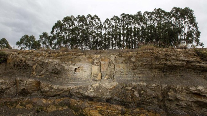 A man touches a fossil found inside rocks of a forest with 165 trees in Ortigueira, Paraná State, southern Brazil, on June 15, 2022. - The discovery portrays life forms from 290 million years ago. With roots still fixed in the substrate at the time, the trees preserve their vertical position, which is rare. (Photo by Ricardo Chicarelli / AFP) (Photo by RICARDO CHICARELLI/AFP via Getty Images)