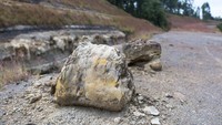 Hutan Parana yang membatu ditemukan pada akhir 2018. Penemuan terjadi secara kebetulan saat survei geologis untuk membangun jalan menuju pabrik.