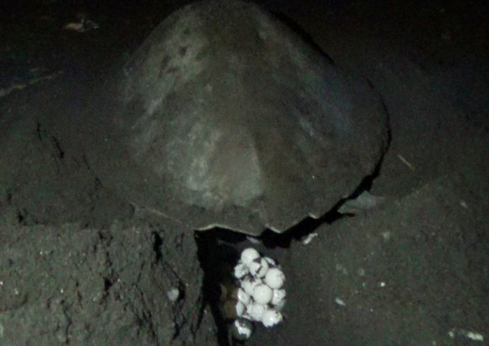 penyu Lekang di banyuwangi