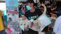 Diketahui, pelayanan vaksinasi rabies dan sterilisasi itu digelar Pemerintah Kota Denpasar secara gratis.  