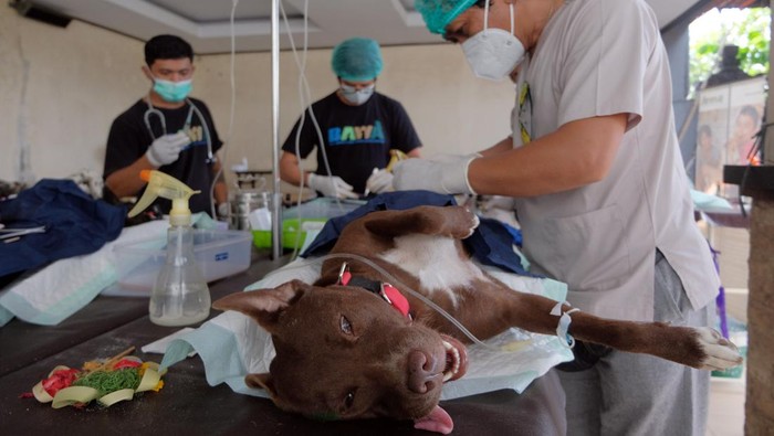 Ragam Ekspresi Hewan di Bali Saat Disuntik Vaksin Rabies Sejumlah warga membawa hewan peliharaan mereka untuk divaksinasi rabies dan sterilisasi di Bali. Diketahui, kegiatan itu diselenggarakan secara gratis.