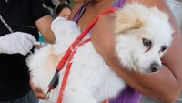 Dokter hewan menyuntikkan vaksin anti rabies pada seekor anjing saat vaksinasi rabies dan sterilisasi di kawasan Sanur, Denpasar, Bali, Jumat (24/6/2022).