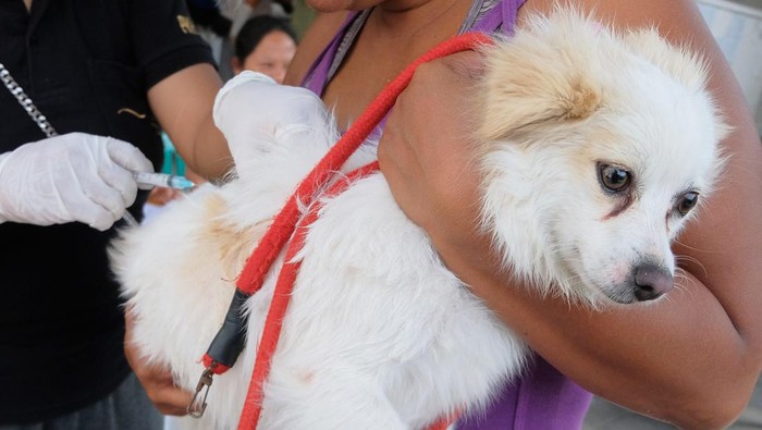 Ragam Ekspresi Hewan di Bali Saat Disuntik Vaksin Rabies Sejumlah warga membawa hewan peliharaan mereka untuk divaksinasi rabies dan sterilisasi di Bali. Diketahui, kegiatan itu diselenggarakan secara gratis.