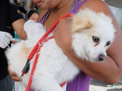 Ragam Ekspresi Hewan di Bali Saat Disuntik Vaksin Rabies
