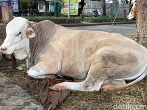 Antisipasi PMK, Pemeriksaan Hewan Kurban Sasar 8 Kecamatan di Makassar