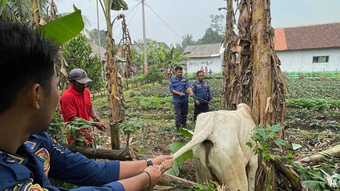 Sapi yang lepas dan ngamuk di Tangerang usai dievakuasi (dok. Istimewa)