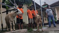 Demi Kebutuhan Idul Adha, 3 Pemuda Yogyakarta Curi 8 Ekor Kambing