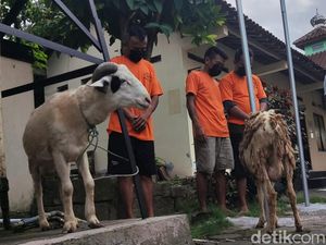 3 Pria Bobol Kandang dan Gasak 8 Kambing di Sleman