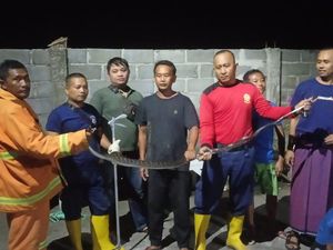 Kobra 3,5 Meter Sering Berkeliaran di Perumahan Probolinggo Ini Ditangkap