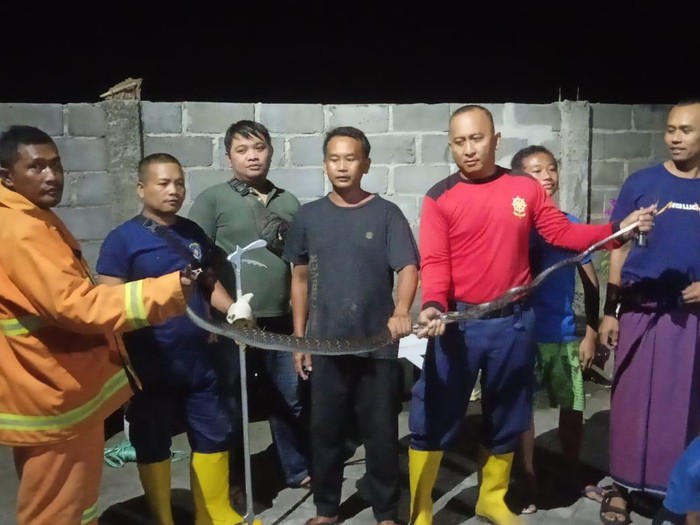 Ular kobra 3.5 meter divekuasi di Probolinggo