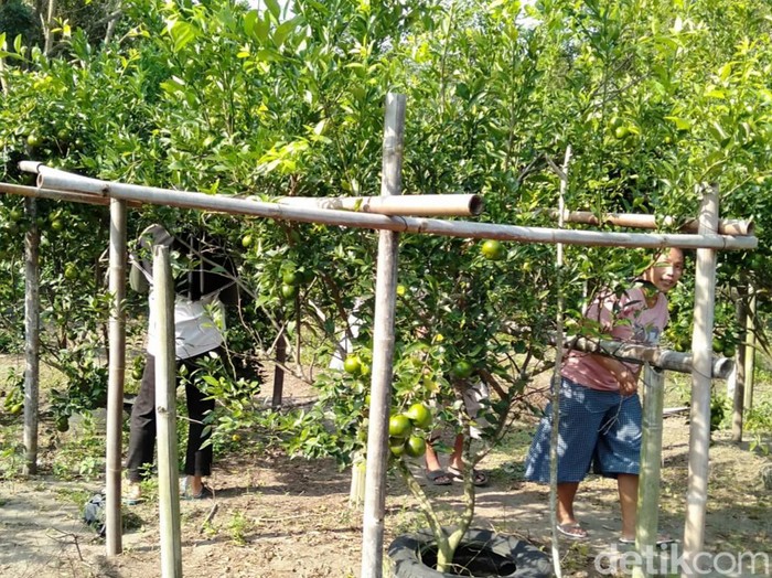 Agrowisata jeruk keprok di ladang pasir, Soge Sanden, Srigading, Kapanewon Sanden, Kabupaten Bantul, Jumat (24/6/2022).