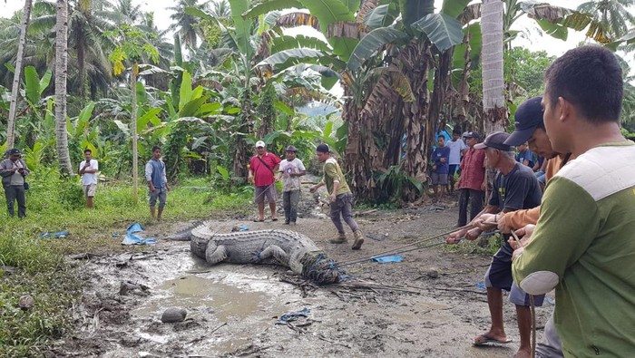 Detik-detik buaya 4,3 meter di Buton ditangkap warga dengan alat seadanya (Dok. Istimewa).