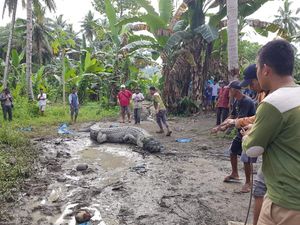 Aksi Warga Buton Tangkap Buaya Jumbo Hanya Pakai Tali