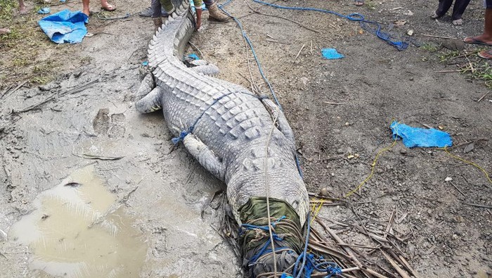 Detik-detik buaya 4,3 meter di Buton ditangkap warga dengan alat seadanya (Dok. Istimewa).