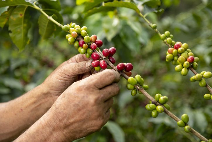 5 Fakta Menarik Biji Kopi Arabika, Sudah Ada Sejak Abad ke-9