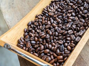 Rahasia di Balik Rasa Lembut Kopi Black Ivory, Ternyata Bakteri di Perut Gajah Asia