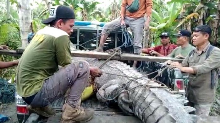 Penampakan buaya yang dievakuasi BKSDA dari permukiman warga di Buton (Dok. Istimewa).