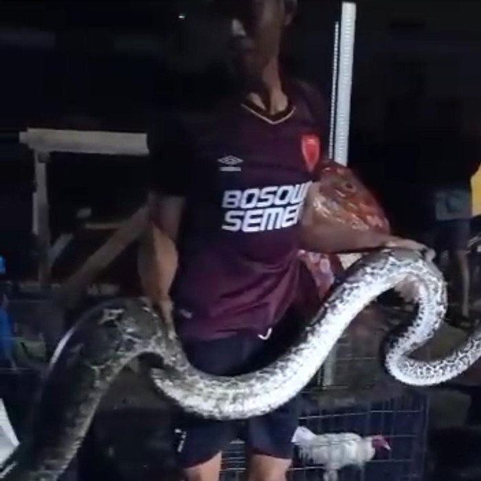 Ular piton 7 meter yang ditangkap warga di Enrekang