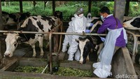 Dinas mencatat dari total 2.804 ekor sapi perah di Sleman, sebanyak 252 ekor terpapar PMK. Foto: Pius Erlangga/detikJateng