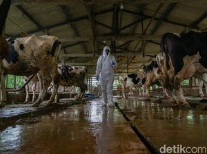 60 Kapanewon di DIY Zona Merah PMK, Pemda: Siaga Darurat!