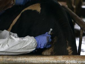 Virus PMK Masih Menginvasi Sapi di 185 Kecamatan di Jabar