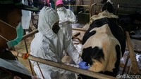 Pemkab Sleman menerima bantuan 3.000-an dosis vaksin Penyakit Mulut dan Kuku (PMK) dari pemerintah pusat. Foto: Pius Erlangga/detikJateng