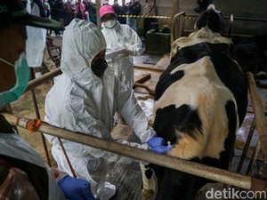 Vaksinasi PMK Perdana di Sleman, Sapi Perah Jadi Prioritas