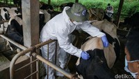 Sapi perah menjadi prioritas menerima vaksin PMK karena terkait dengan produksi susu sapi. Foto: Pius Erlangga/detikJateng