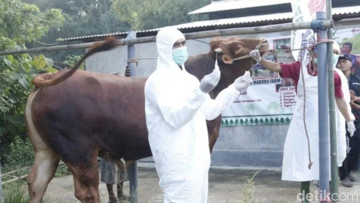 Vaksinasi sapi di Bangkalan