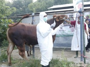 Bangkalan Dapat 2.500 Vaksin PMK, Tapi Tidak untuk Hewan Kurban