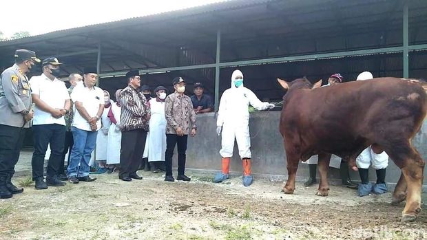 Vaksinasi sapi di Bangkalan