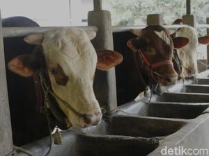Jelang Idul Adha, Sapi-sapi Mulai Divaksinasi