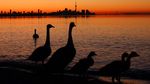 Lansekap Matahari Terbit di Toronto Ini Bikin Jatuh Hati