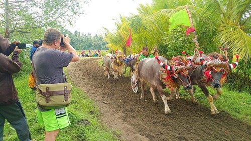 Antusiasme penonton makepung yang digelar di sirkuit Makepung Sanghyang Cerik, Desa Tuwed, Kecamatan Melaya, Jembrana, Bali, , Minggu (26/6/2022). Penonton tidak hanya warga lokal, tetapi juga wisatawan asing.