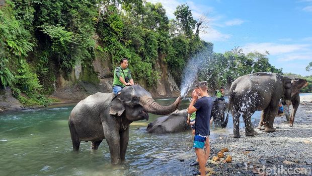 Berfoto bersama gajah di Tangkahan