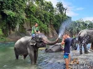 Yuk Wisata Ke Tangkahan, Mandiin Gajah dan Bertubing Ria