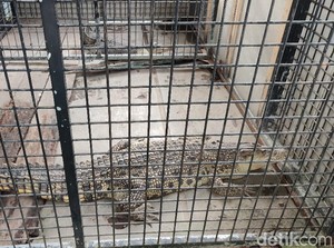 BKSDA Ciamis Rawat 3 Buaya dari Warga yang Nyerah