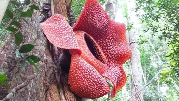 Bunga Rafflesia yang tumbuh di Kaur