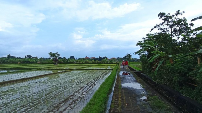 Ekowisata Subak Sembung di Kelurahan Peguyangan, Kecamatan Denpasar Utara, Kota Denpasar