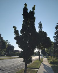 Foto unik