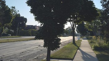 Pohonnya seperti orang terbalik. Foto: Brightside