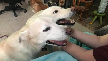 Seperti anjing berkepala dua. Foto: Brightside