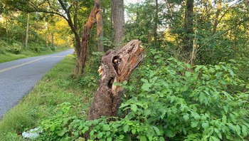 Potongan pohon mirip kepala naga. Foto: Brightside