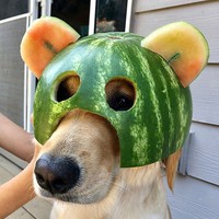 fotoinet anjing helem semangka