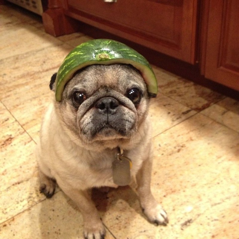 fotoinet anjing helem semangka