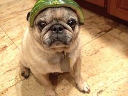 Bikin Gemas! Begini Kocaknya Anjing Pakai Helm Semangka